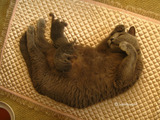 theressa-kitten2011-8-1