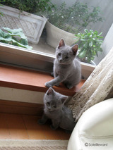 ekika-kitten-2011-1