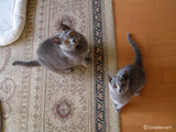 daisy-gabriella-2011-8-1