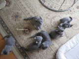 ekika&theressa-kitten-2011-10-2