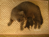 theressa-kitten2011-8-2