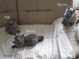 teressa-kittens1