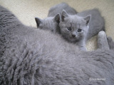 theressa-kitten2011-9-10