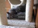 Candy-gabriella1