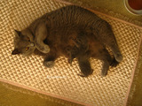 theressa-kitten2011-8-4