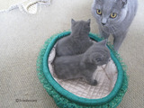 theressa-kitten2011-9-12