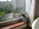 ekika-kitten-2011-10-3