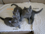 Giulio-Leopard-Gabriella
