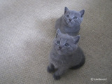 theressa-kitten2011-9-9
