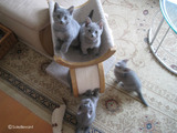 ekika&theressa-kitten-2011-10-1