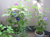 ī�飱