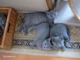 ekika-kitten-2011-4