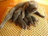 ekika-kitten-2011-8-8