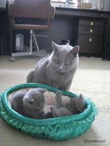 theressa-kitten2011-9-11