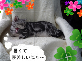 BlogPaint