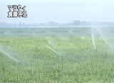 Sugarcane Plantation in Malawi