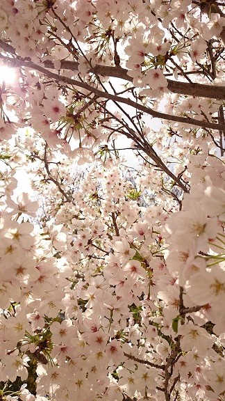 20160406 (15)