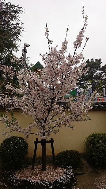 20160407 (11)