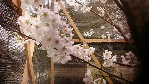 20160405 (1)
