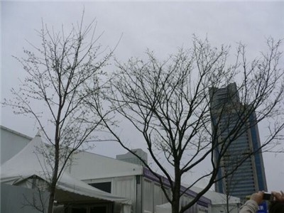 200604