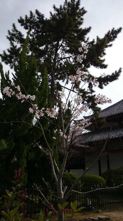 0405剛桜3