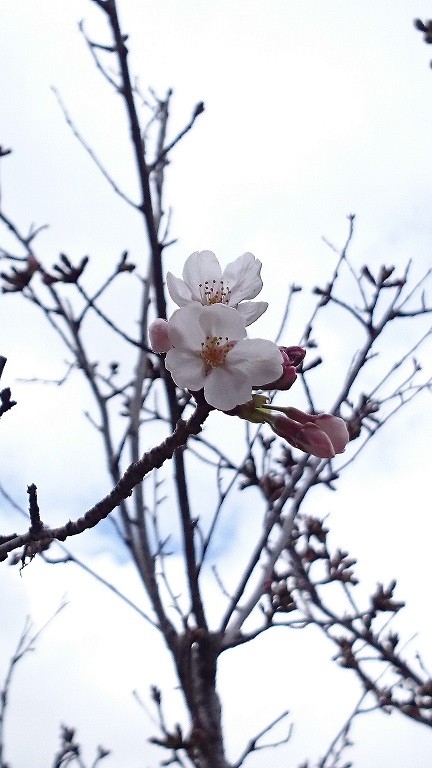 20160325 (1)