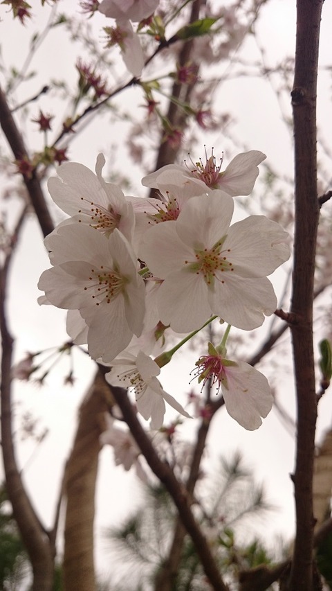 20160408(11)