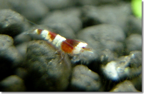 tanosimi