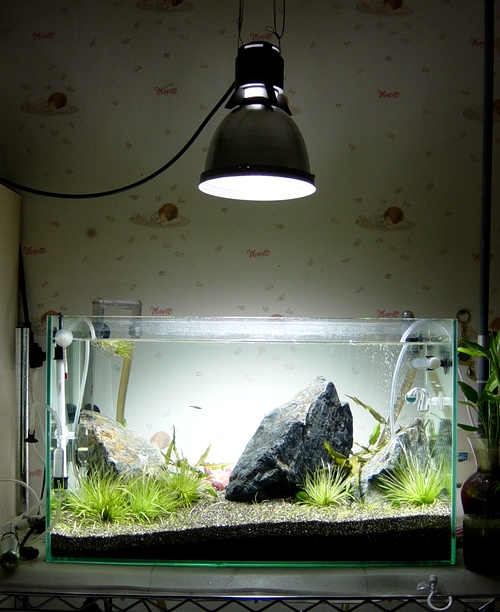 全景