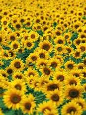 images-1