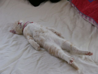 おいしそうな脚の女子校生 234脚目猫ガイジ隔離スレ [無断転載禁止]©bbspink.com	YouTube動画>1本 ->画像>4453枚 