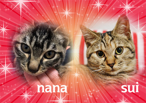 nanasui
