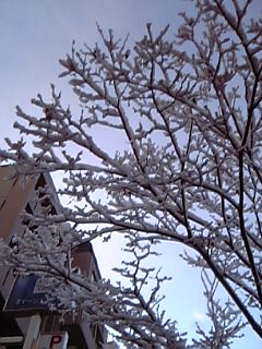 枝に雪
