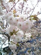 花３
