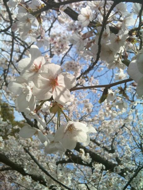 sakura