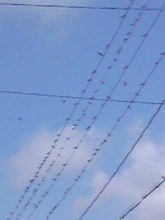 鳥の大群