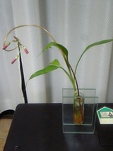 ２２日幸せちゃん花