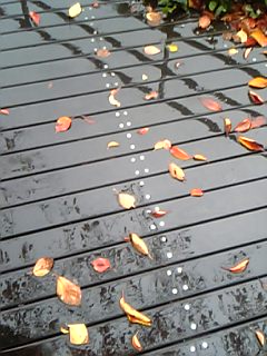 雨と落ち葉