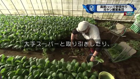 新・情報7days 元ヤンキー 農家 (35)