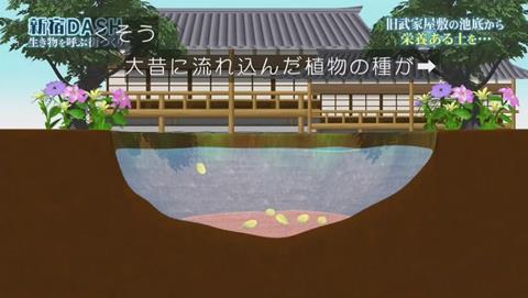 鉄腕DASH すっぽんと刀 (897)