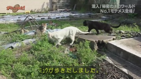 ダーウィンが来た ミュウ
