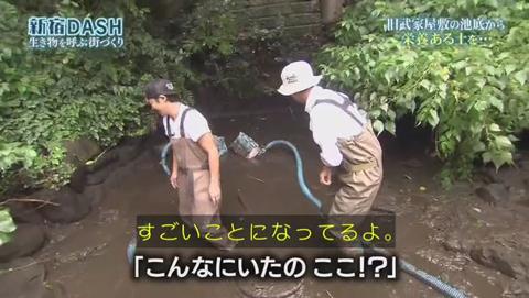 鉄腕DASH すっぽんと刀 (244)