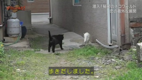 ダーウィンが来た ミュウ
