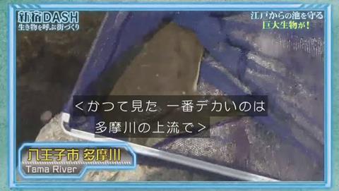 鉄腕DASH すっぽんと刀 (784)