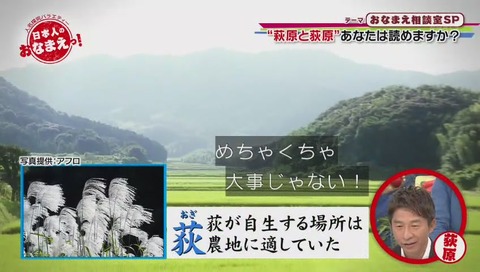 萩 荻