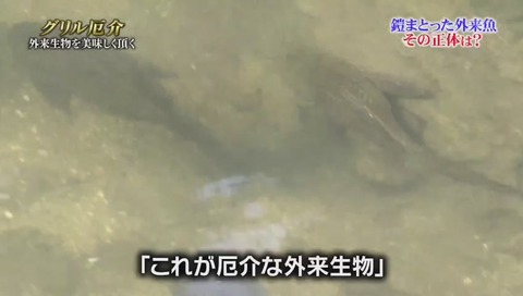 鉄腕ダッシュ グリル厄介
