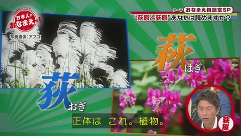 萩 荻