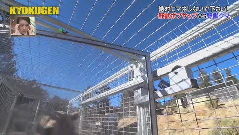 逃げるボブ