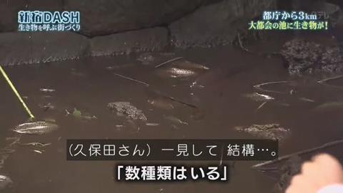 鉄腕DASH すっぽんと刀 (337)