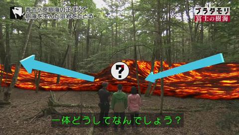 ブラタモリ 富士の樹海(青木ヶ原樹海 )(1411)